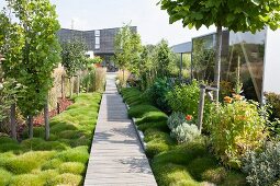 Long wooden walkway leading through garden planted with ground cover and perennial plants