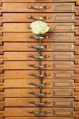Green carnations on handle of old chest of drawers