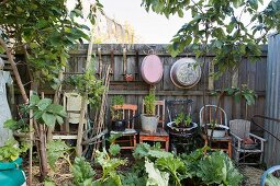 Small plants in containers on vintage wooden chairs in front of weathered wooden wall with suspended metal tubs in the garden