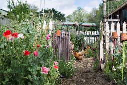 Idyllic cottage garden with picket fence, open garden gate, poppy flowers and chicken
