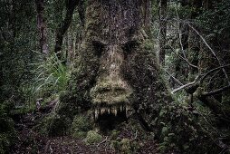 Tree with face in dense woods