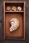 Collection of seashells in wooden box