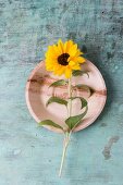 Edible sunflower on plate (top view)