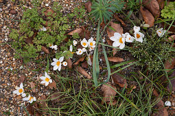 White crocuses growing amongst gravel and leaves