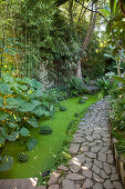 Path leading past pond full of duckweed in jungle garden