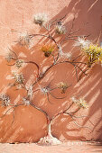 Exotic cactus garden outside house with walls painted terracotta pink