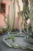 Exotic cactus garden outside house with walls painted terracotta pink