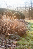 Hoar frost on grasses in wintry garden