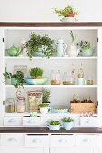 Groceries and home-sown sprouting seeds on kitchen shelves