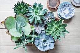 Various succulents in wooden crate on wooden boards