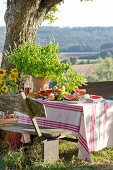 Picknick mit Obst und Basilikumpflanze auf gedecktem Tisch