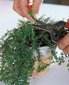 Thyme cuttings propagation