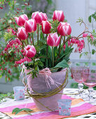 Tulipa 'funny widow' (tulip)