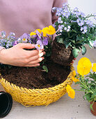 Plant yellow basket