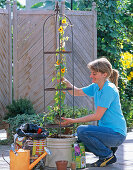 Planting Thunbergia in pot