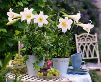 Lilium longiflorum ' Gelria ' (weiße Trompetenlilien)