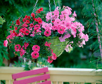 Plant green hanging basket