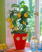 Citrus limon (lemon)