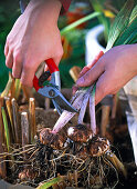 Hibernate gladiolus bulbs