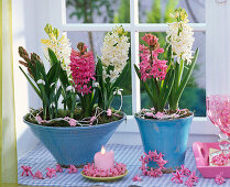 Hyacinthus (hyacinth) in blue pots