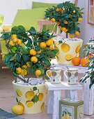Citrus in pots with napkin decoration