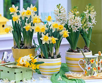 Narcissus, Hyacinthus, woodchip basket with posy