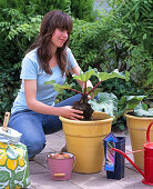 Plant rhubarb in buckets