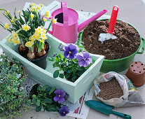 Planting pastel green wooden box with Narcissus and Viola