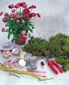 Easter basket with moss and bellis