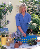 Plant blue metal box with daisies, Sanvitalia and Lobelia
