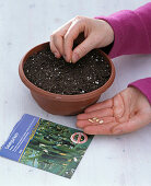 Earthing up cucumber seedling in the pot