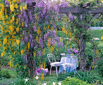 Wisteria (labia), Laburnum 'Vossii' (laburnum) on pergola