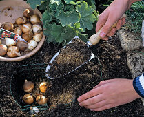 Planting tulip bulbs in a homemade wire basket