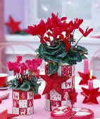 Cyclamen (cyclamen) in red and mini in red and white cans