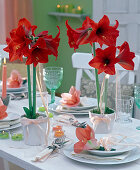 Festive amaryllis table decoration