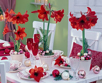 Weihnachtliche Tischdeko mit roten Hippeastrum (Amaryllis)