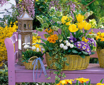 Gelbe Körbe bepflanzt mit Helleborus (Lenzrose), Tulipa (Tulpen)