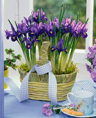 Iris reticulata in basket with ribbon by the window, espresso cup