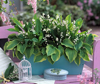 Fragrance box with Convallaria majalis (lily of the valley)