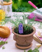 Dill sowing with seed disc