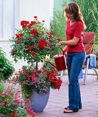 Rose 'Medley Red', often flowering, stem,