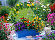 Plant box colorfully