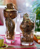 Grow amaryllis with washed-out roots in the glass