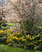 Amelanchier laevis, in the bed with Narcissus