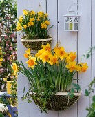 Wall baskets in Spring, Narcissus 'Suada', 'Tete A Tete'