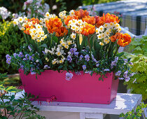 Plant pink box with tulips and daffodils