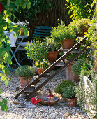 Old iron staircase converted as a plant staircase