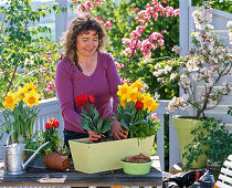 Plant box with daffodil and tulips