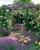 Pavilion with rose 'New Dawn', robust, often flowering