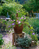 Braided basket of Salix (willow) with Ipomoea (Morning Glory)